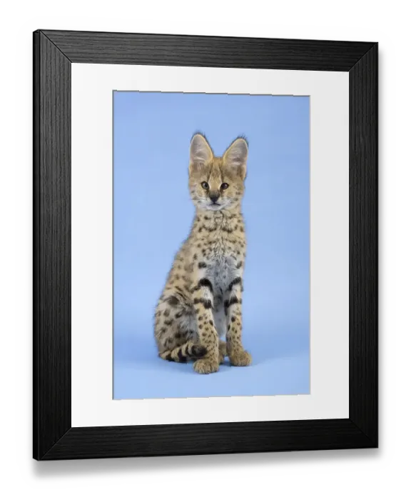 Framed Print : Serval (Leptailurus serval), juvenile Framed Print : Serval (Leptailurus serval), juvenile