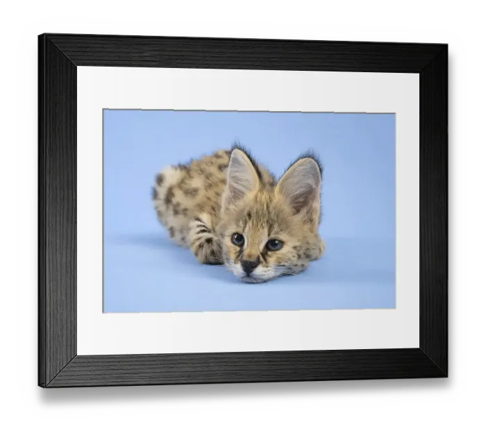 Framed Print : Serval (Leptailurus serval), juvenile