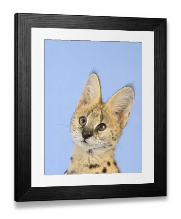 Framed Print : Serval (Leptailurus serval), juvenile Framed Print : Serval (Leptailurus serval), juvenile