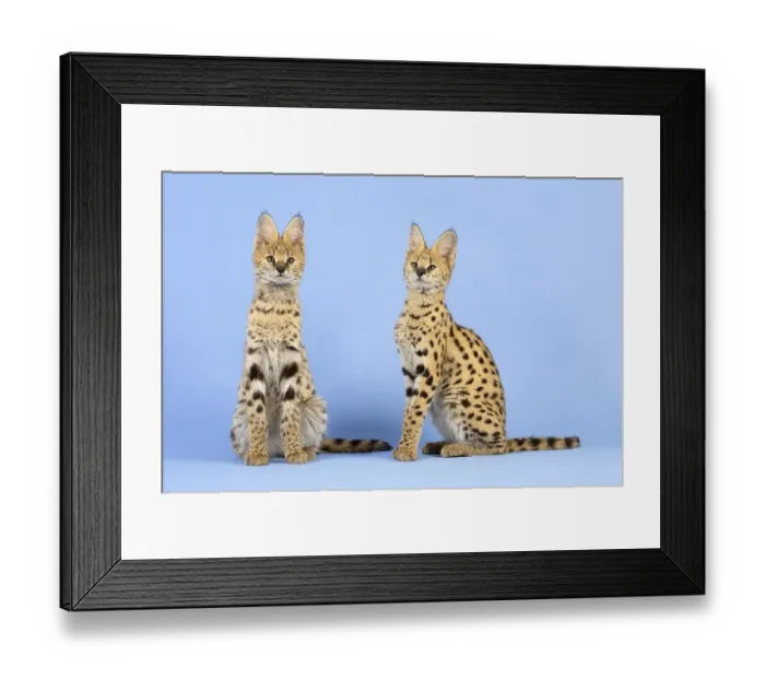 Framed Print : Serval (Leptailurus serval), 2 juveniles Framed Print : Serval (Leptailurus serval), 2 juveniles