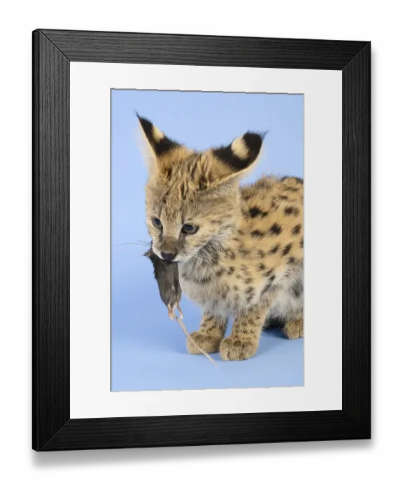 Framed Print : Serval (Leptailurus serval), eats mouse Framed Print : Serval (Leptailurus serval), eats mouse