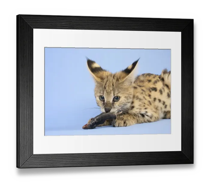 Framed Print : Serval (Leptailurus serval), eats mouse Framed Print : Serval (Leptailurus serval), eats mouse