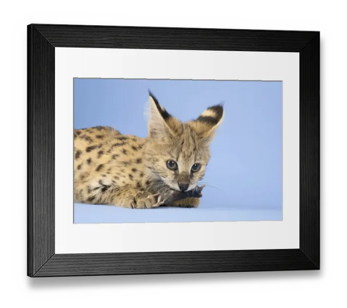 Framed Print : Serval (Leptailurus serval), eats mouse Framed Print : Serval (Leptailurus serval), eats mouse