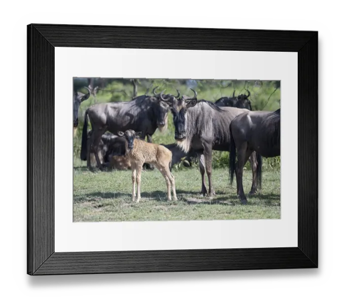 Framed Print : Wildebeest (Connochaetes), calf