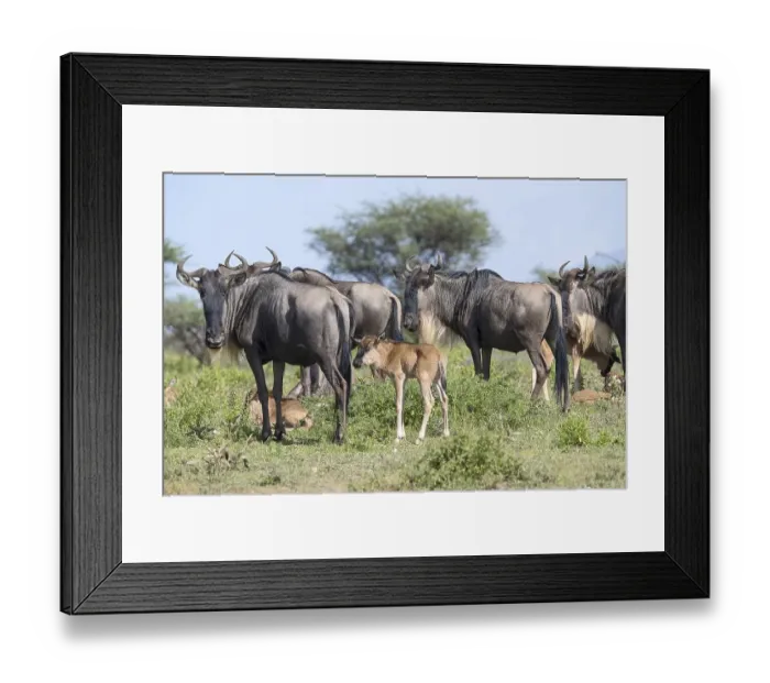 Framed Print : Wildebeest (Connochaetes), cows with calves Framed Print : Wildebeest (Connochaetes), cows with calves