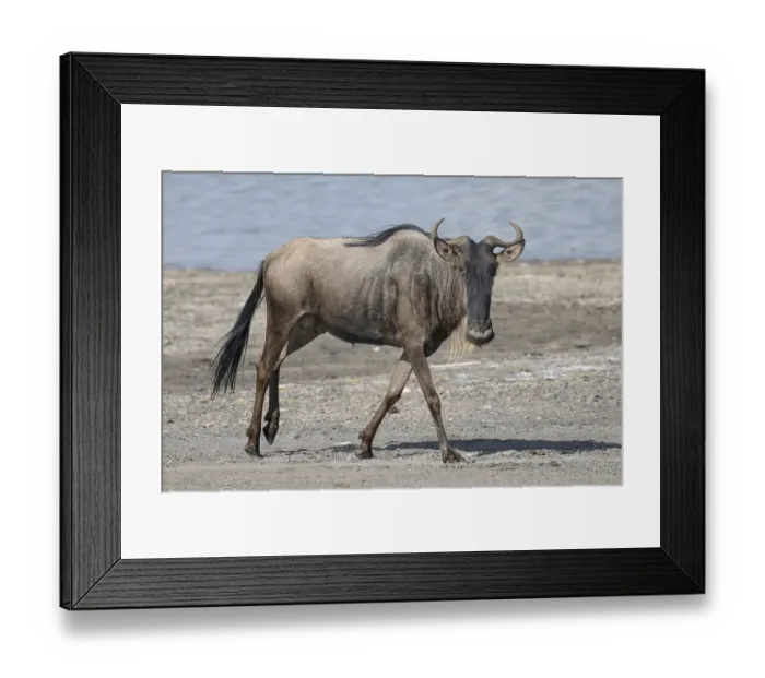 Framed Print : Wildebeest (Connochaetes), animal at the lake Framed Print : Wildebeest (Connochaetes), animal at the lake