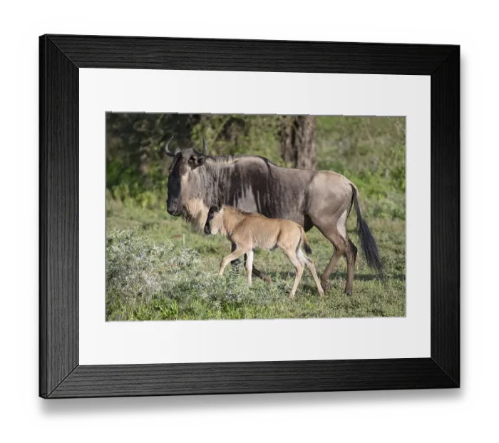 Framed Print : Wildebeest (Connochaetes), cow with calf Framed Print : Wildebeest (Connochaetes), cow with calf
