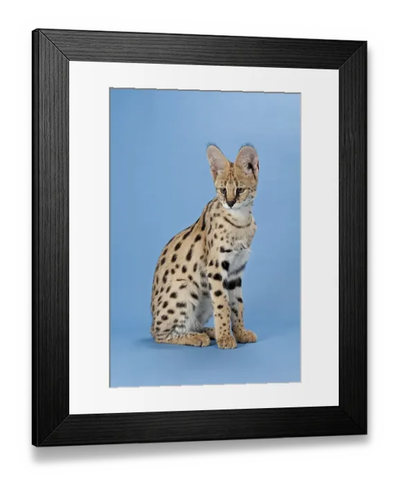 Framed Print : Serval (Leptailurus serval), juvenile Framed Print : Serval (Leptailurus serval), juvenile