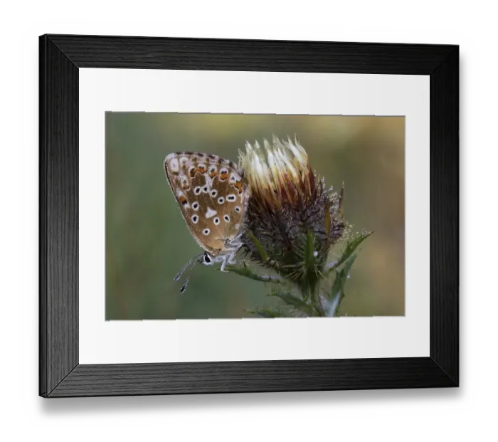 Framed Print : Adonis Blue butterfly (Lysandra bellargus)