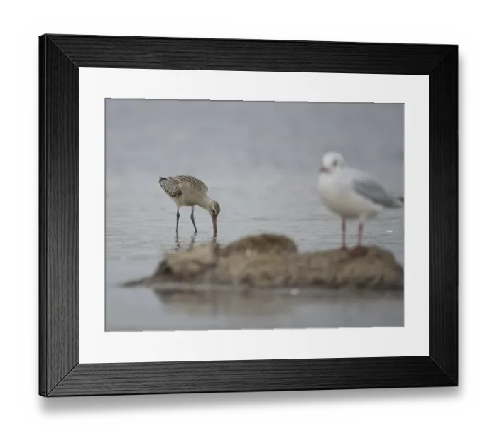 Framed Print : Bar-tailed godwit (Limosa lapponica)