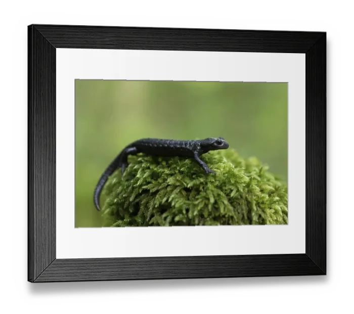 Framed Print : Alpine salamander (Salamandra atra) Framed Print : Alpine salamander (Salamandra atra)