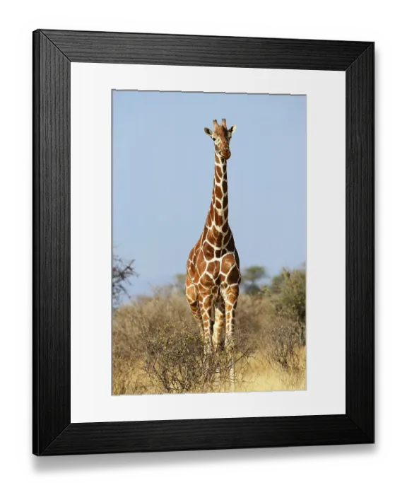 Framed Print : Reticulated giraffe, Somali Giraffe (Giraffa camelopardalis reticulata) in bush savannah Framed Print : Reticulated giraffe, Somali Giraffe (Giraffa camelopardalis reticulata) in bush savannah