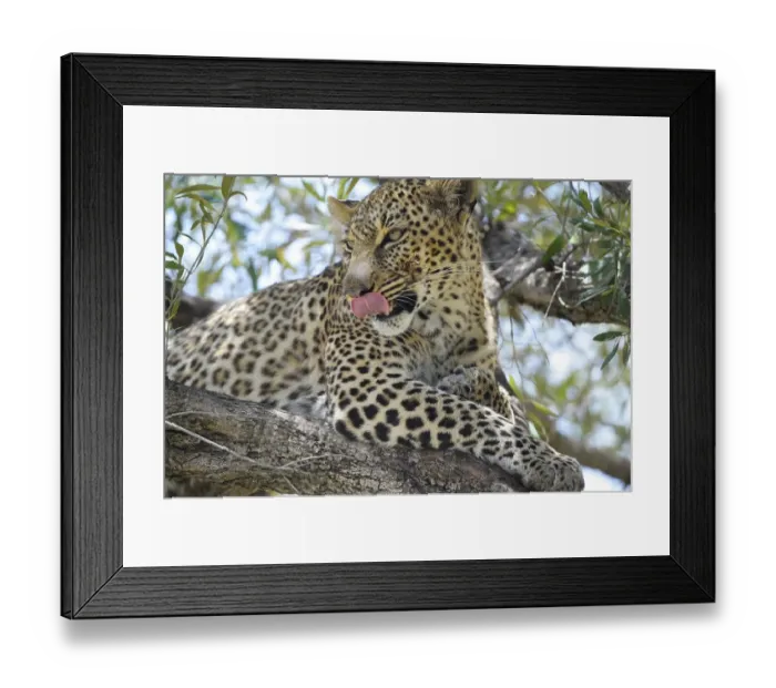 Framed Print : Leopard (Panthera pardus), tongue licking over mouth Framed Print : Leopard (Panthera pardus), tongue licking over mouth