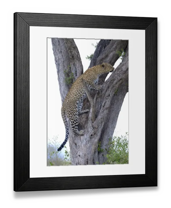 Framed Print : Leopard (Panthera pardus), climbing up a tree