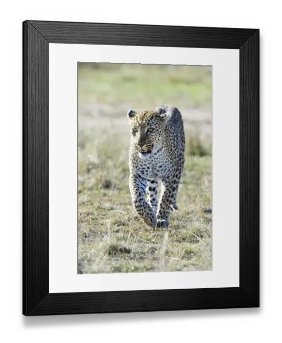 Framed Print : Leopard (Panthera pardus), walking