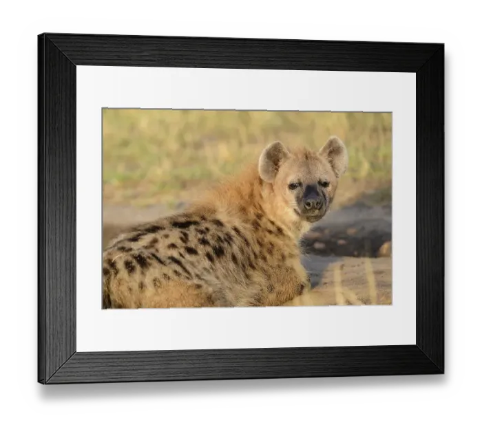 Framed Print : Spotted hyena, laughing hyena, (Crocuta crocuta)