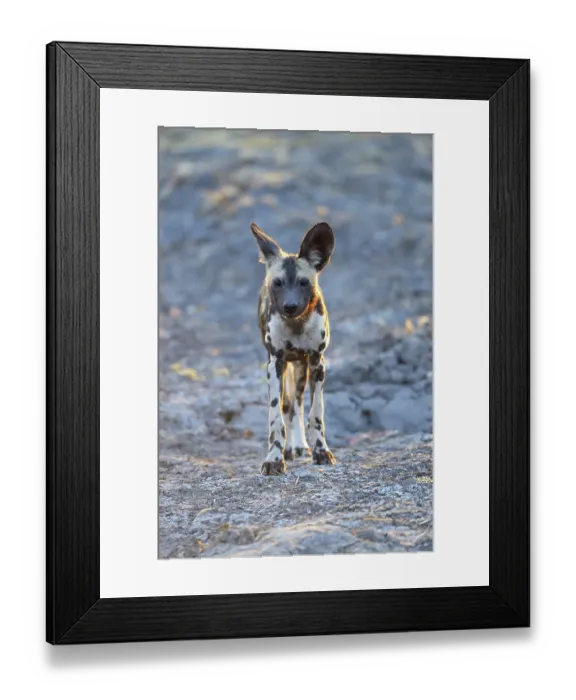 Framed Print : African wild dog (Lycaon pictus) Framed Print : African wild dog (Lycaon pictus)
