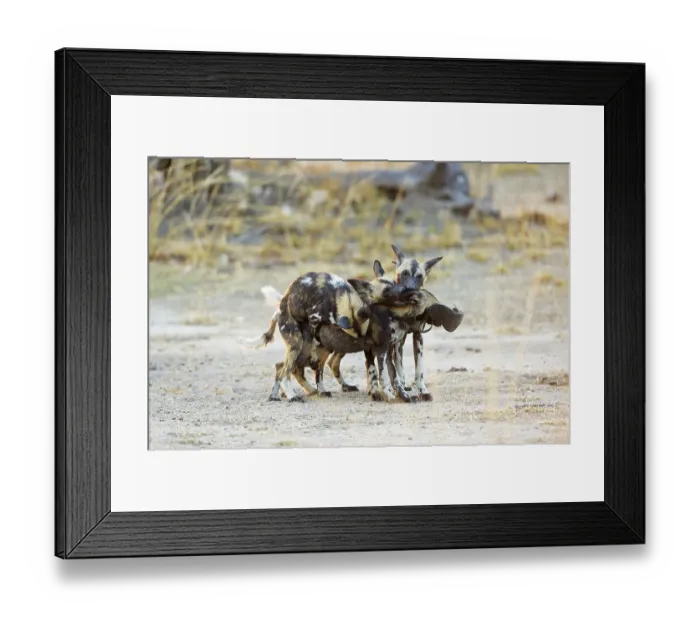 Framed Print : African wild dogs (Lycaon pictus) Framed Print : African wild dogs (Lycaon pictus)