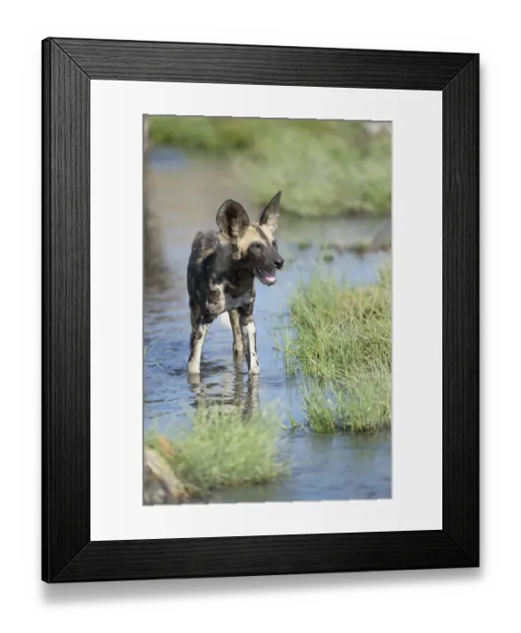 Framed Print : African wild dog (Lycaon pictus)