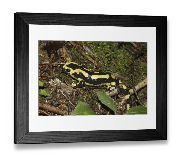 Framed Print : Fire Salamander (Salamandra salamandra) in the wood Framed Print : Fire Salamander (Salamandra salamandra) in the wood