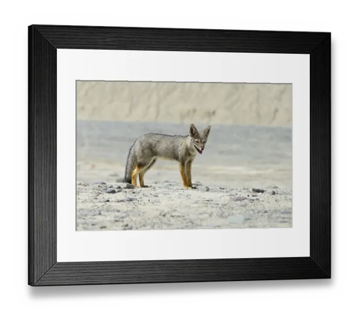 Framed Print : South American gray fox (Lycalopex griseus) Framed Print : South American gray fox (Lycalopex griseus)