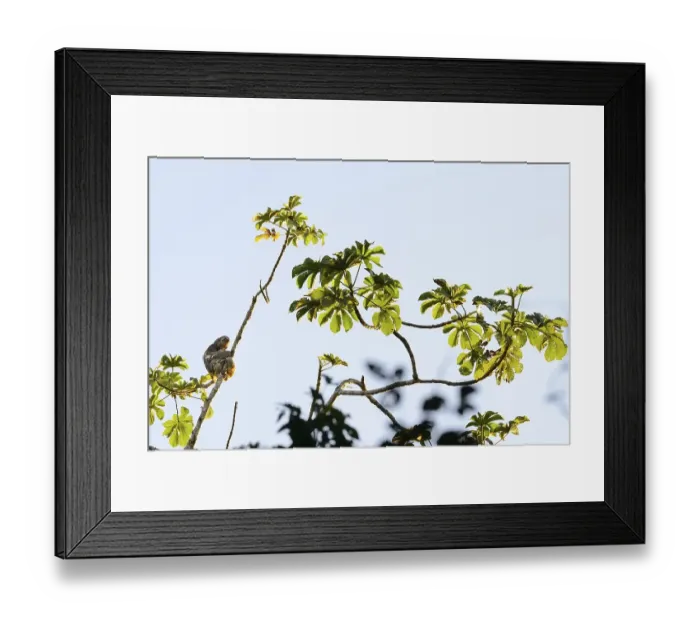 Framed Print : Brown-throated sloth (Bradypus variegatus) Framed Print : Brown-throated sloth (Bradypus variegatus)