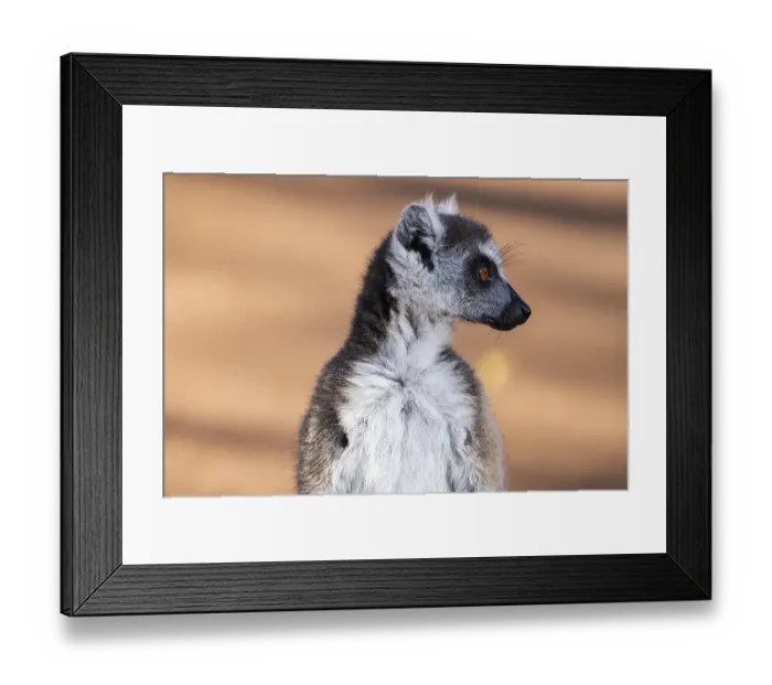 Framed Print : Ring-tailed lemur (Lemur catta) Framed Print : Ring-tailed lemur (Lemur catta)