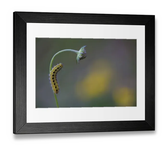 Framed Print : Caterpillar of a Six-spot Burnet Moth (Zygaena Filipendulae)