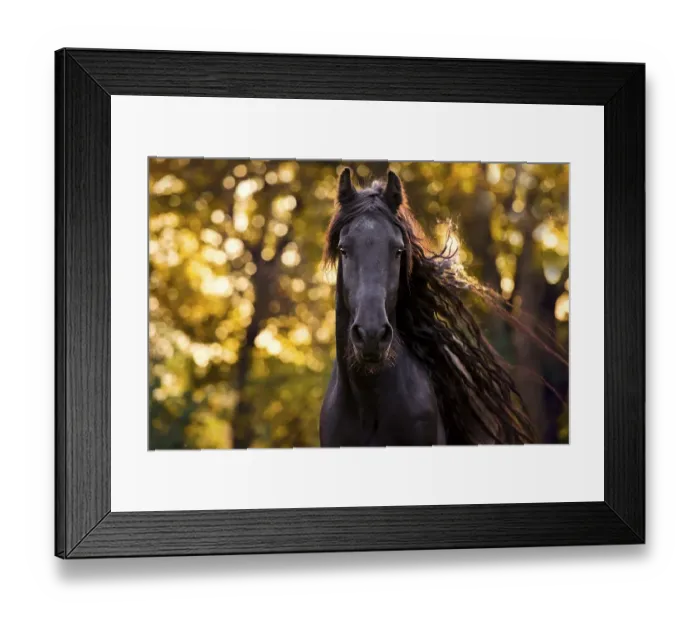 Framed Print : Friese (Equus) with long mane, animal portrait