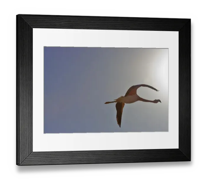 Framed Print : Andean Flamingo (Phoenicopterus andinus)