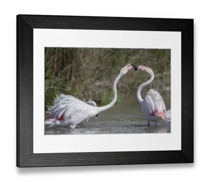 Framed Print : Greater Flamingoes (Phoenicopterus roseus)
