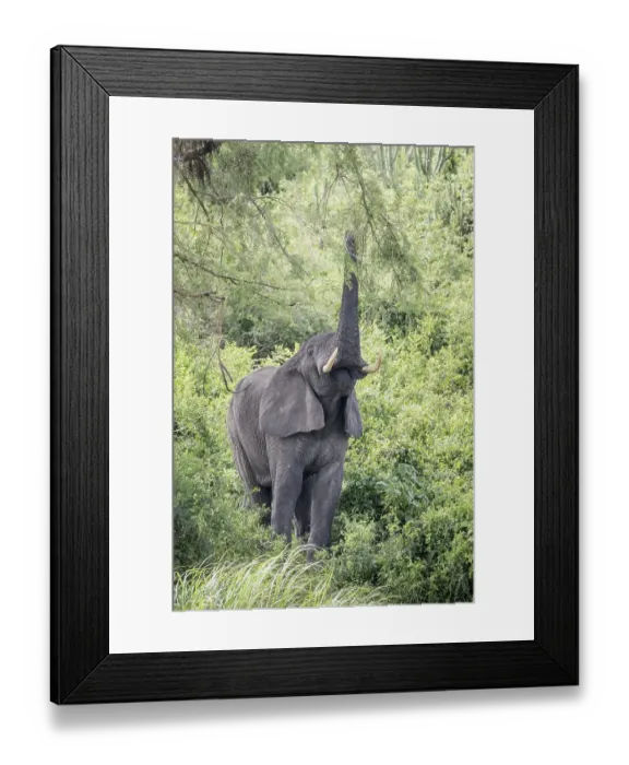 Framed Print : African Bush Elephant (Loxodonta africana)