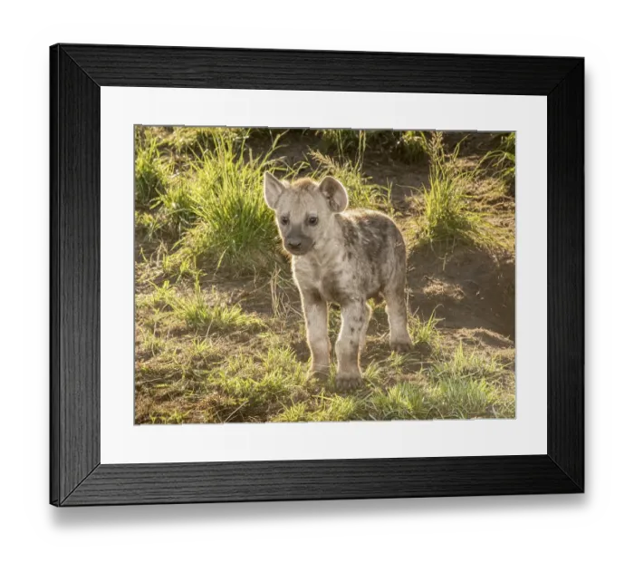 Framed Print : Spotted Hyena (Crocuta crocuta)