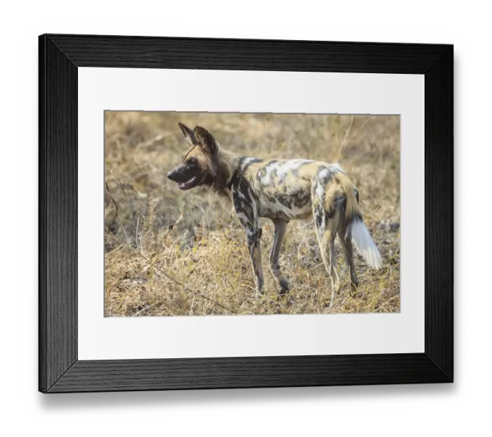 Framed Print : African wild dog (Lycaon pictus) in the bush