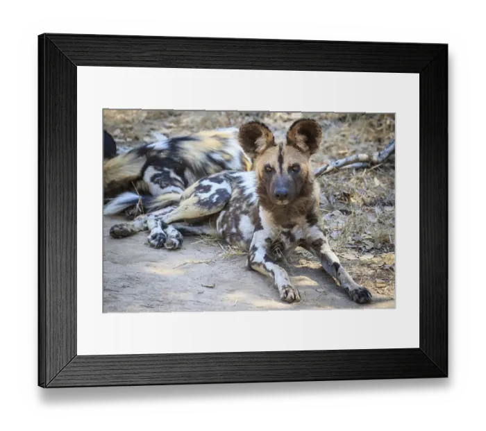 Framed Print : African wild dog (Lycaon pictus) Framed Print : African wild dog (Lycaon pictus)