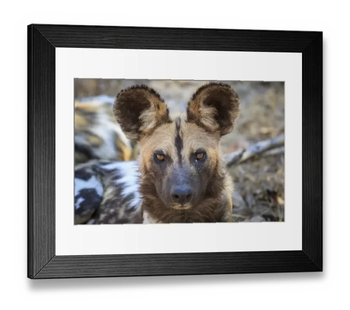 Framed Print : African wild dog (Lycaon pictus)
