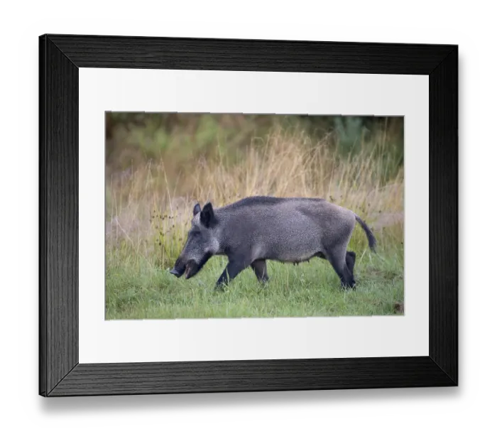Framed Print : Wild Boar (Sus scrofa), Eifel, Rhineland-Palatinate
