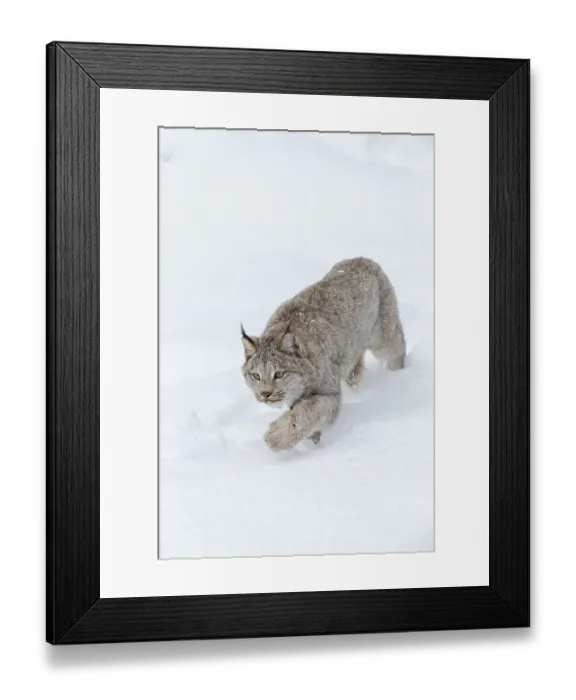 Framed Print : A bobcat hunts for prey in a snowy forest habitat
