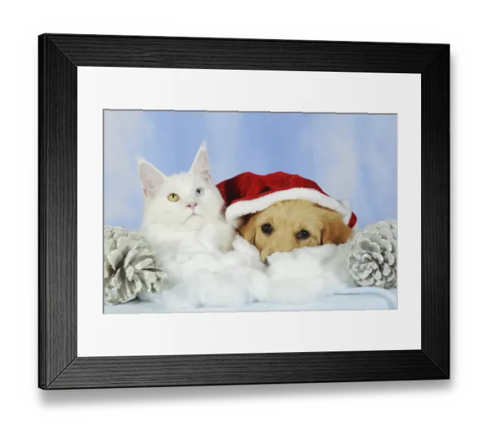Framed Print : Maine coon cat and golden retriever puppy with Santa hat