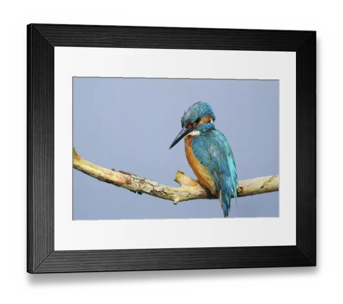 Framed Print : Common kingfisher (Alcedo atthis) on perch