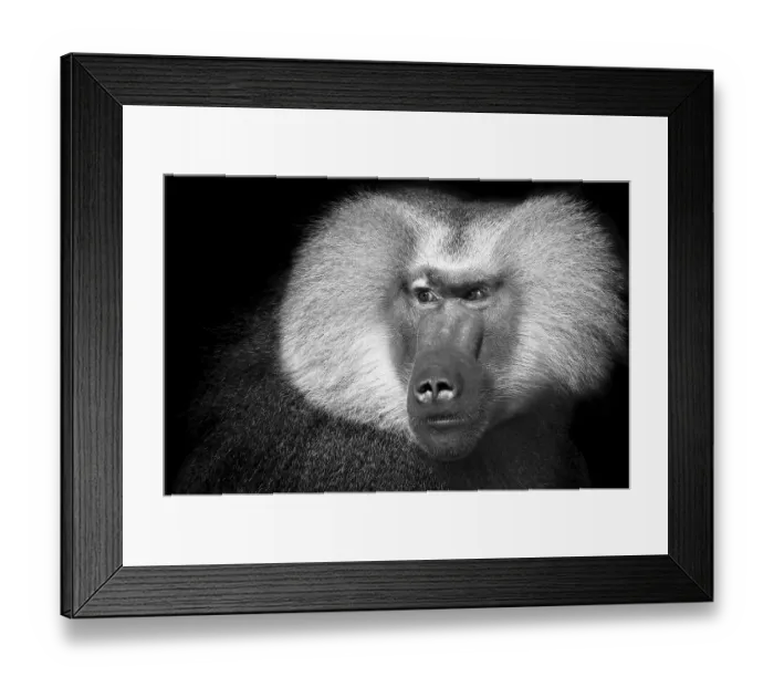 Framed Print : Hamadryas Baboon (Papio hamadryas) Framed Print : Hamadryas Baboon (Papio hamadryas)