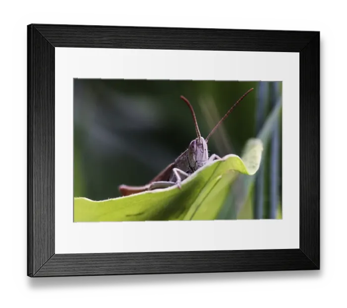 Framed Print : Grashuepfer sitzt auf einem Blatt Framed Print : Grashuepfer sitzt auf einem Blatt