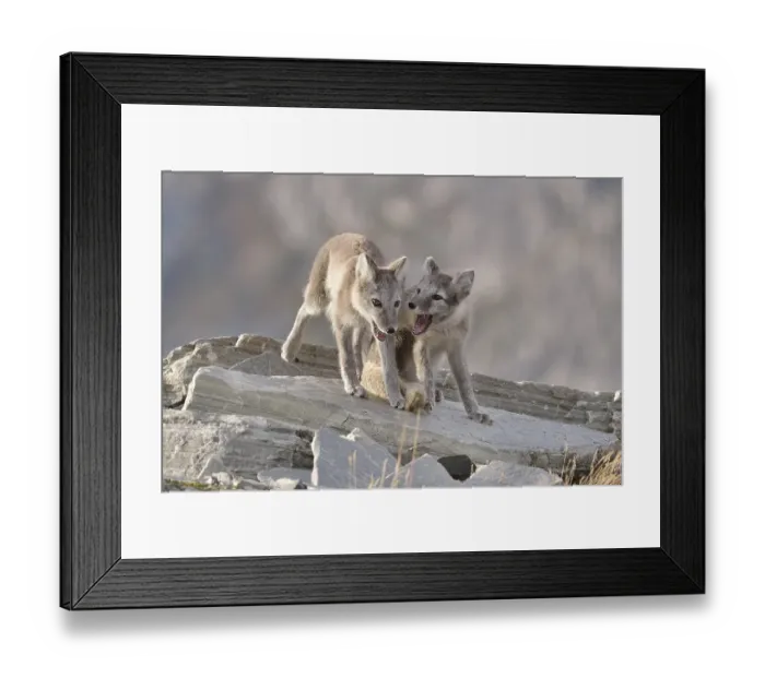 Framed Print : Young Arctic foxes (Vulpes lagopus, syn) Framed Print : Young Arctic foxes (Vulpes lagopus, syn)
