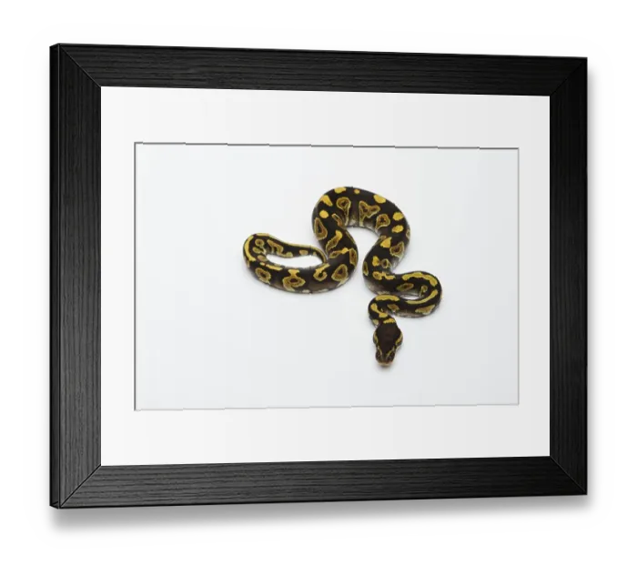 Framed Print : Phantom Yellow Belly Ball Python or Royal Python (Python regius) Framed Print : Phantom Yellow Belly Ball Python or Royal Python (Python regius)