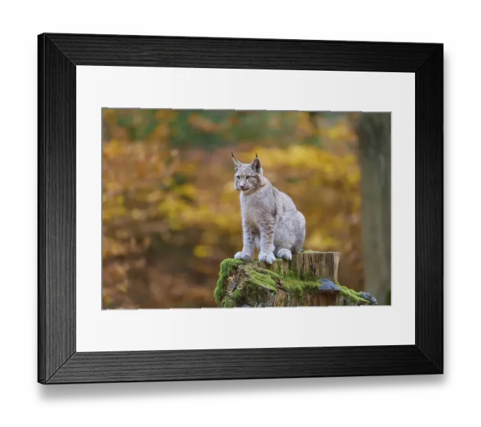 Framed Print : Eurasian lynx (Lynx lynx), sitting on tree trunk in autumn forest