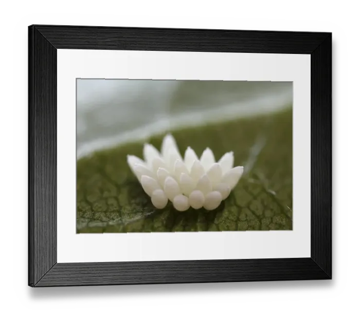 Framed Print : Insect eggs on a rose leaf, highly enlarged Framed Print : Insect eggs on a rose leaf, highly enlarged