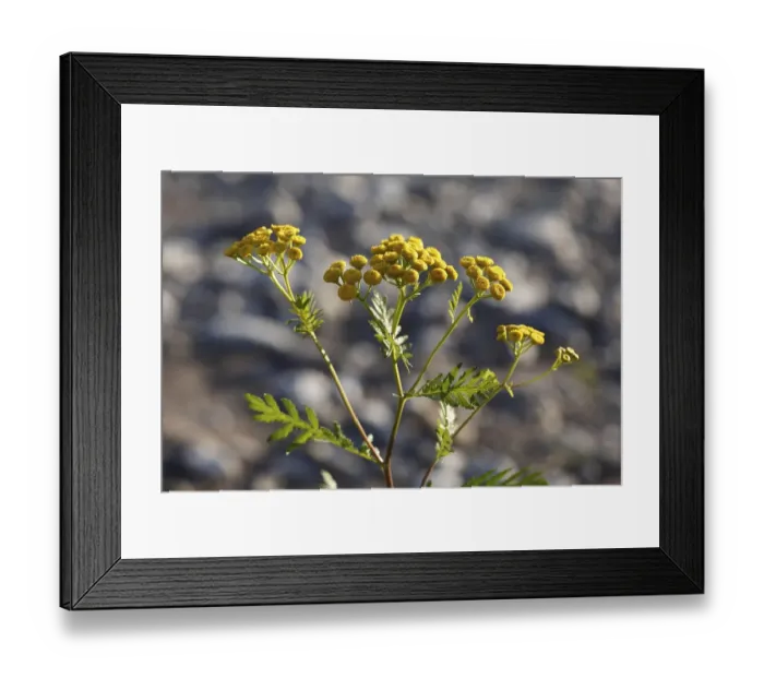 Framed Print : Tansy (Tanacetum vulgare), compass plant