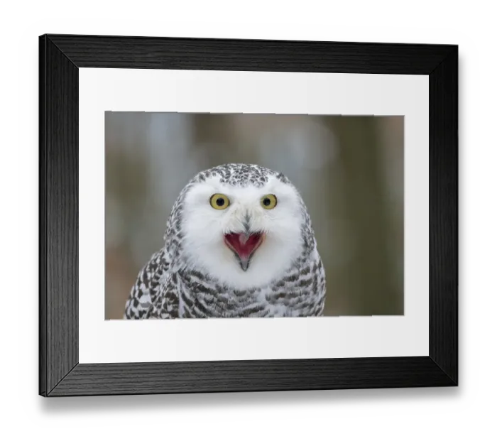 Framed Print : Snowy owl (Nyctea scandiaca), Czech Republic