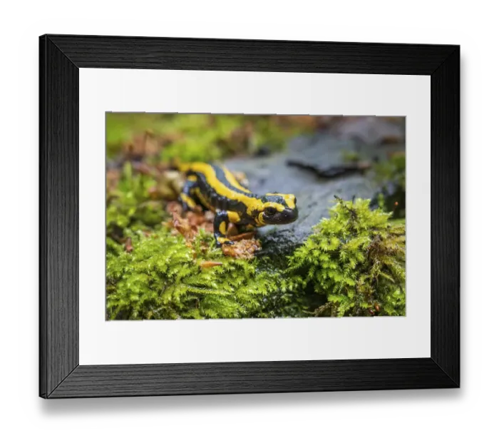 Framed Print : Fire salamander (Salamandra salamandra) on damp moss Framed Print : Fire salamander (Salamandra salamandra) on damp moss