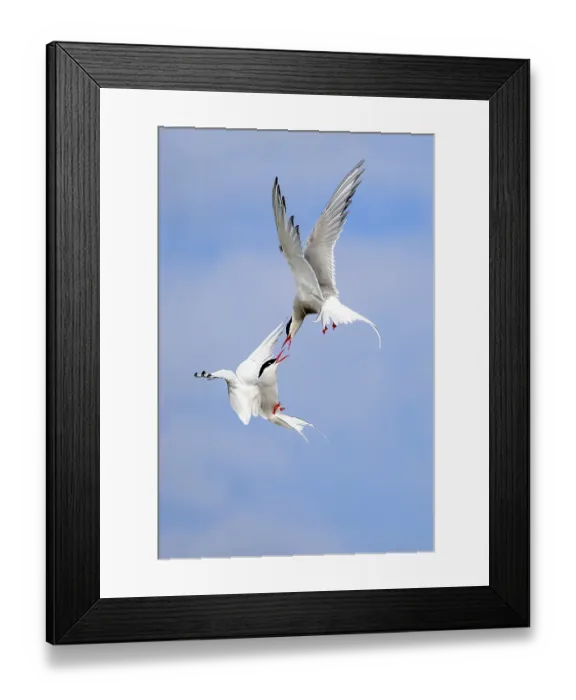 Framed Print : Arctic terns (Sterna paradisaea) in flight Framed Print : Arctic terns (Sterna paradisaea) in flight